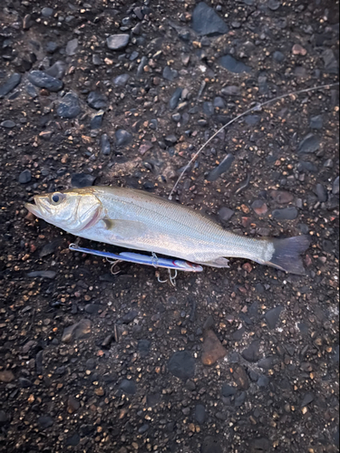 セイゴ（マルスズキ）の釣果