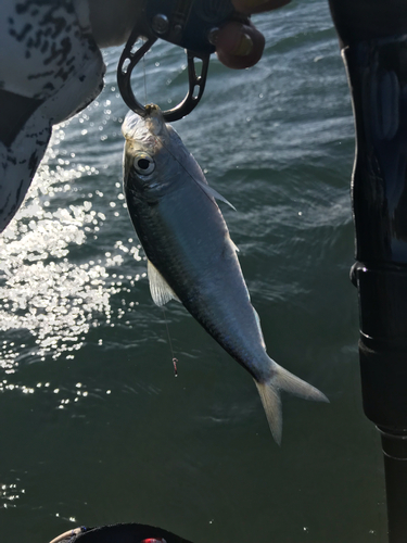 サッパの釣果