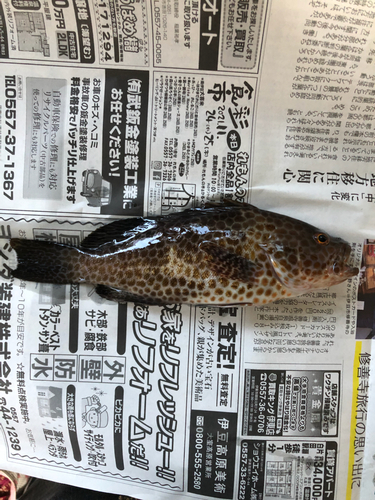 オオモンハタの釣果