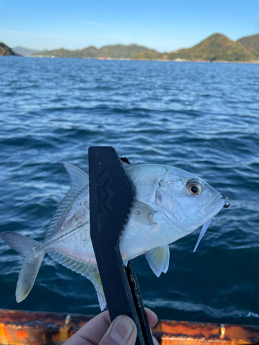 メッキの釣果