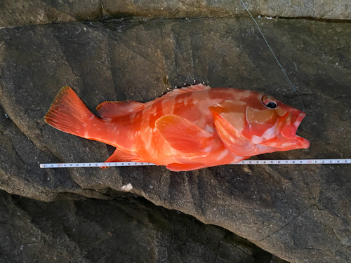 アカハタの釣果