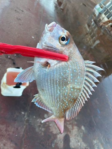 タイの釣果