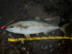 ヒラマサの釣果