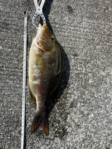 ハマフエフキの釣果