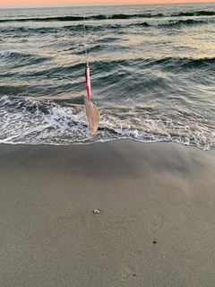 シタビラメの釣果