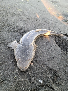 マゴチの釣果