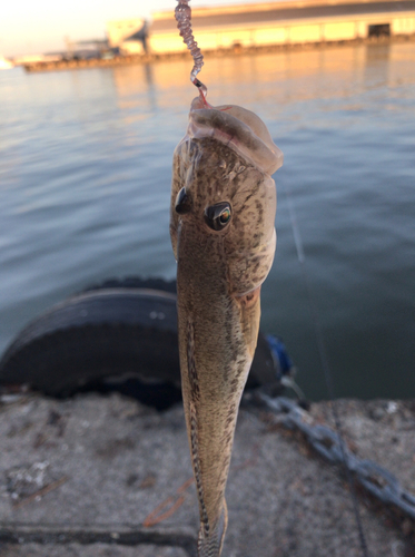 マハゼの釣果