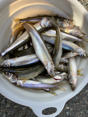 ワカサギの釣果