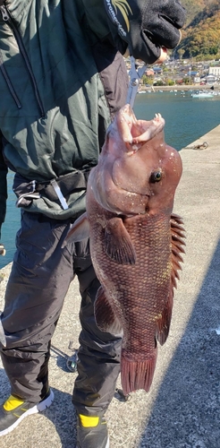 コブダイの釣果