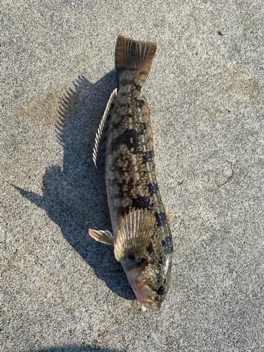 アイナメの釣果