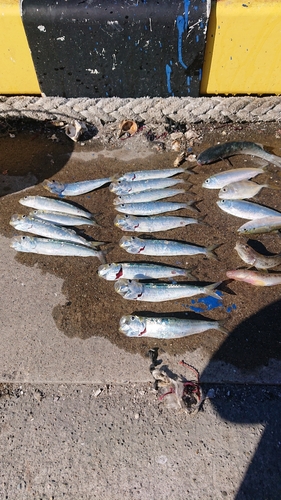 イワシの釣果