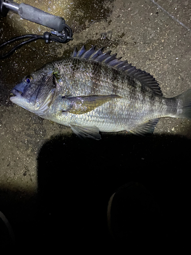 クロダイの釣果