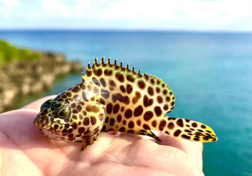 キビレハタの釣果