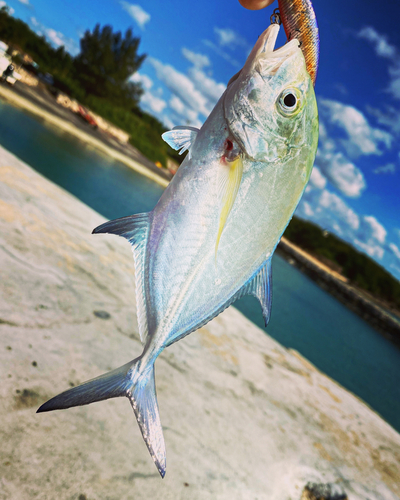 オニヒラアジの釣果