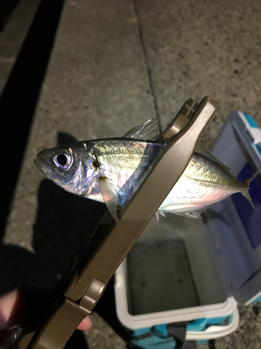 マアジの釣果