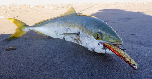 ハマチの釣果