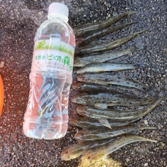 ハゼの釣果