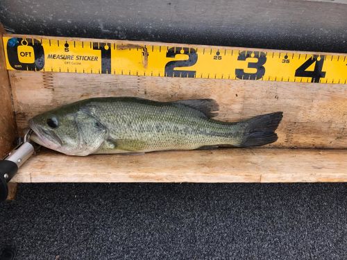 ブラックバスの釣果