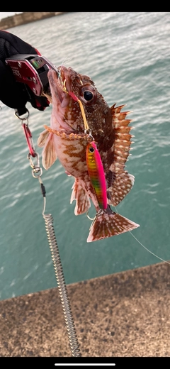 カサゴの釣果