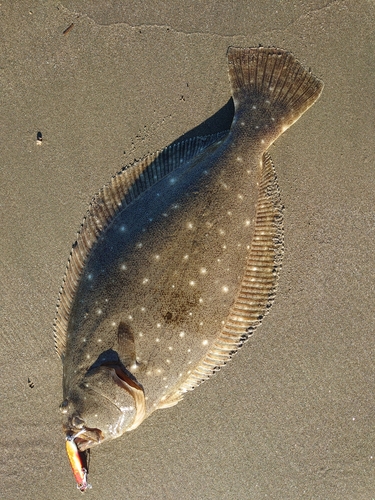 ヒラメの釣果