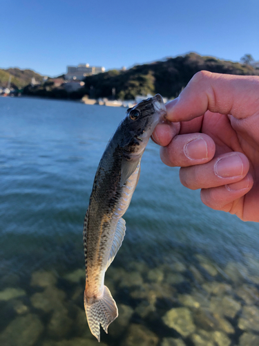 ハゼの釣果