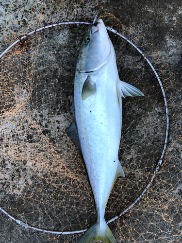 ハマチの釣果