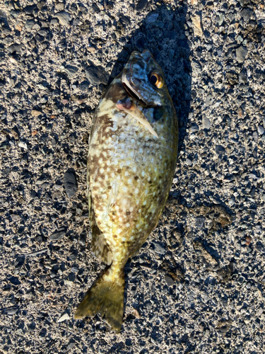 アイゴの釣果