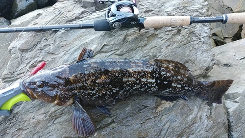 アイナメの釣果