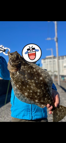 ヒラメの釣果