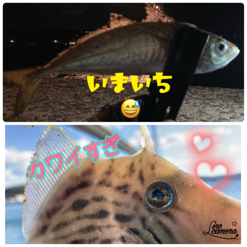 アジの釣果