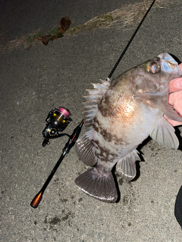 メバルの釣果