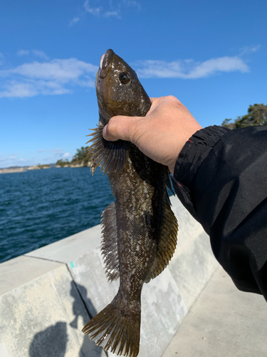 アイナメの釣果