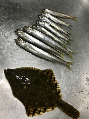 チカの釣果