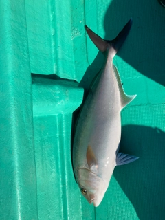 カンパチの釣果