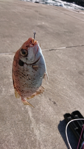 アイゴの釣果