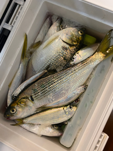 コノシロの釣果