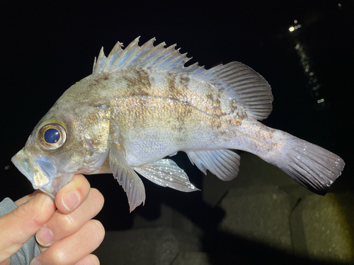 メバルの釣果