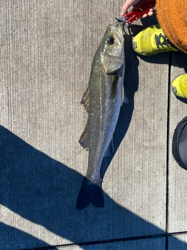 スズキの釣果