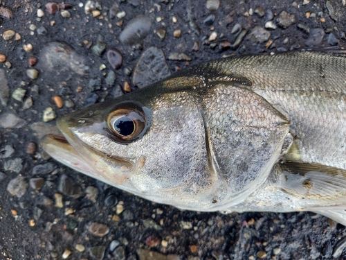 セイゴ（マルスズキ）の釣果