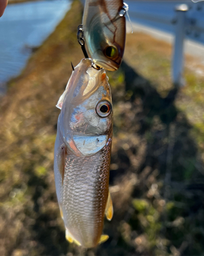 ハスの釣果