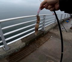 ヒイカの釣果