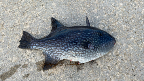 モンガラカワハギの釣果