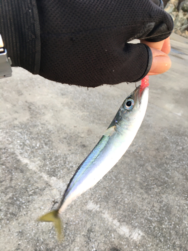 サバの釣果