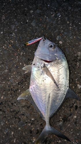 ロウニンアジの釣果