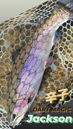 ニジマスの釣果