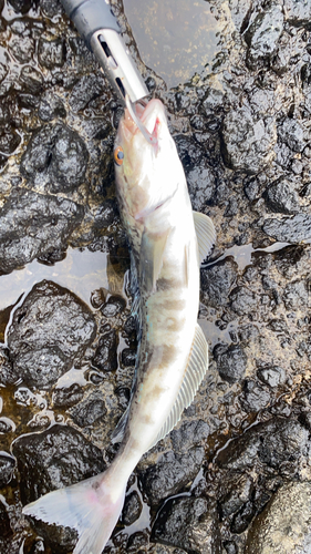 ホッケの釣果