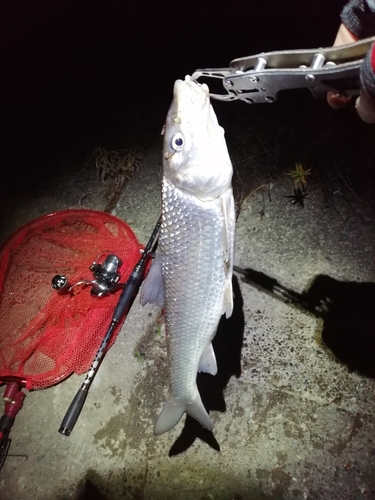 ニゴイの釣果