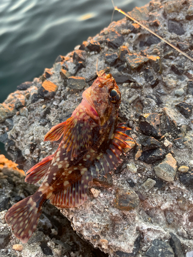 カサゴの釣果