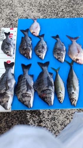 クロダイの釣果