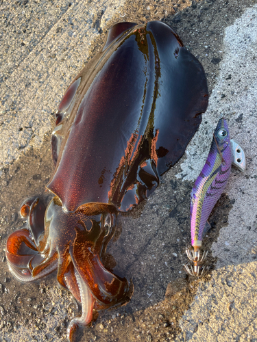 アオリイカの釣果